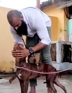 pitbull