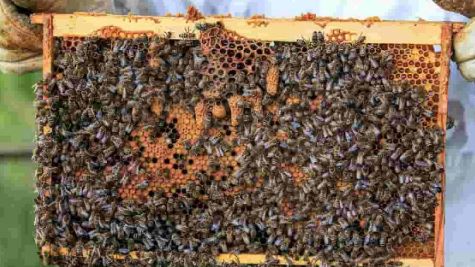 मधुमक्खी पालन से बढ़ेगी किसानों की आय