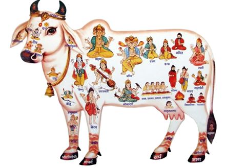 भारतीय परम्पराओं का महत्वपूर्ण अंग है गौ-वंश