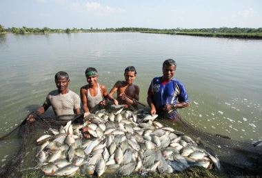 देश में मछली उत्पादन बढ़ा