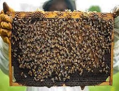 मधुमक्खी पालन प्रशिक्षण का उठाये लाभ