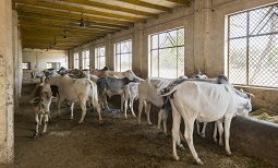 गायों की डेयरी स्थापना पर 50 प्रतिशत अनुदान देगी योगी सरकार