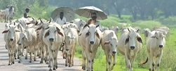 देसी गायों की नस्ल सुधारेगी सरकार,प्लान तैयार