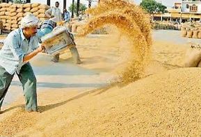 UP धान किसानों को 10145 करोड़ का भुगतान